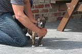 ADULTE ET CHIEN 419
